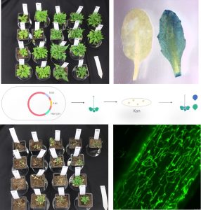 multiple scientific image