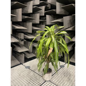 picture of a pot plant in anechoic chamber with microphone next to it