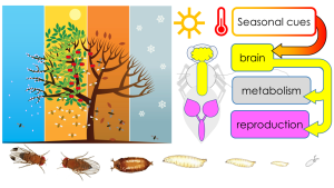 Science diagram