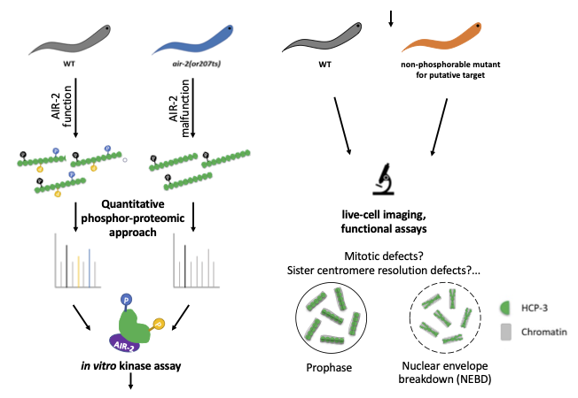 Science diagram