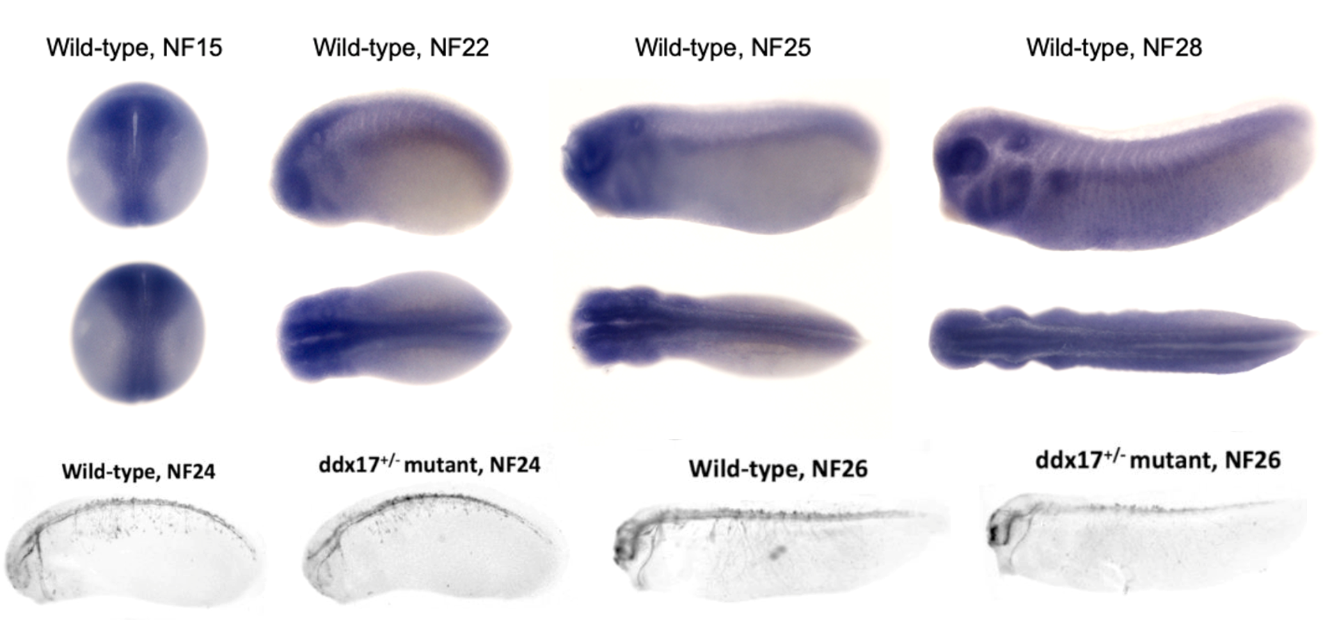 image of embryo staining