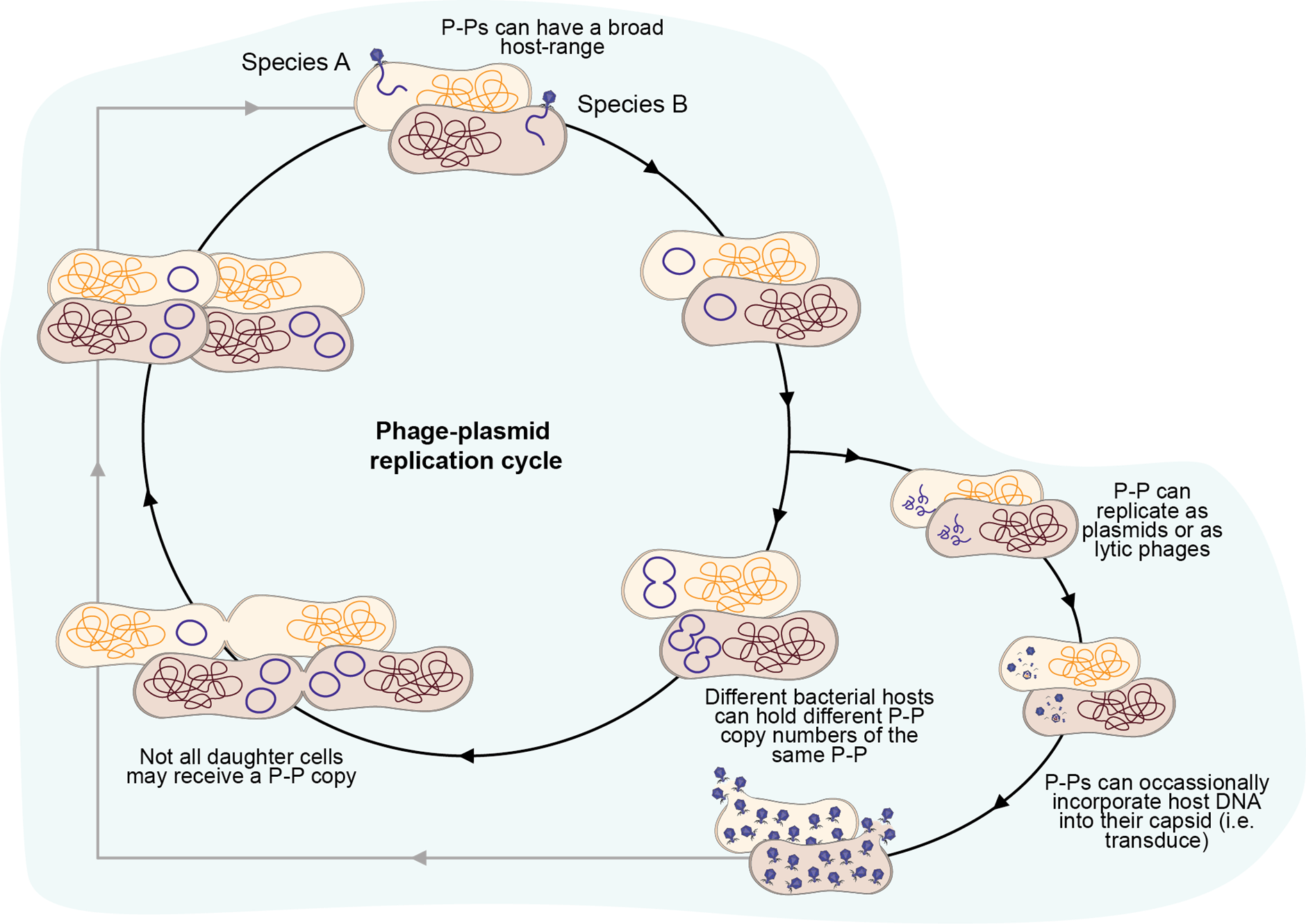 Phage-plasmid (P-P) replication cycle. P-Ps can replicate as both plasmids and as phages (including lytic and lysogenic cycles). Figure was adapted from the original article.