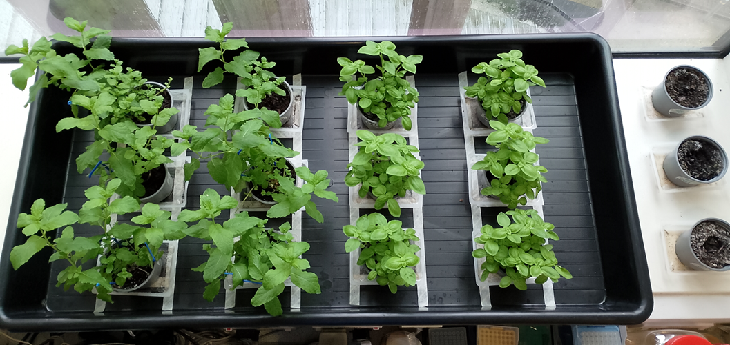 photo of multiple plants growing in a tray